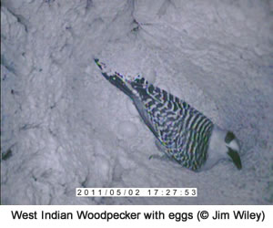 West Indian Woodpecker adult with eggs